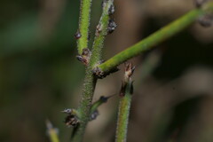 Adolphia californica