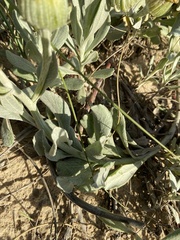 Senecio crassiflorus
