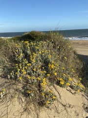 Senecio crassiflorus