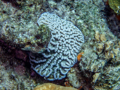 Mycetophyllia