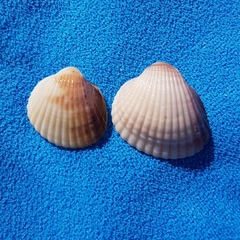 Cerastoderma glaucum