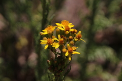 Senecio eruciformis