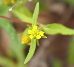 Sigesbeckia australiensis