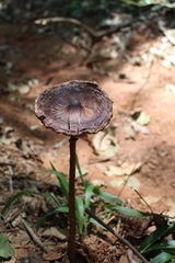Macrolepiota