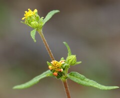 Sigesbeckia australiensis