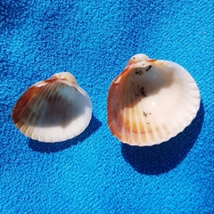 Cerastoderma glaucum