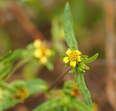 Sigesbeckia australiensis