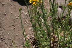 Senecio eruciformis