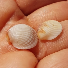 Cerastoderma glaucum