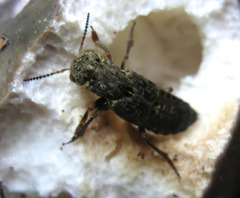 Ontholestes tessellatus