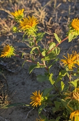 Grindelia squarrosa