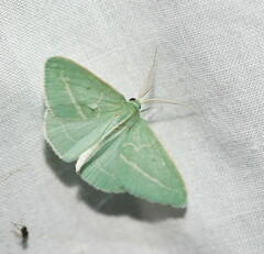 Chlorocoma stereota