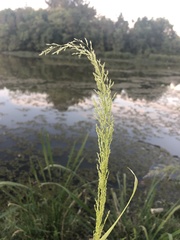 Eragrostis japonica