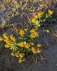 Grindelia squarrosa