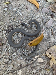 Regina septemvittata