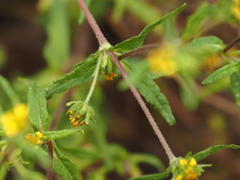 Sigesbeckia australiensis