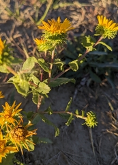 Grindelia squarrosa