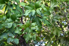 Philodendron pedatum