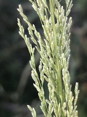 Eragrostis japonica