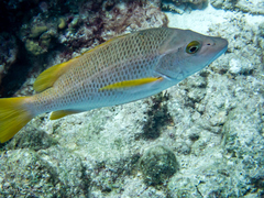Lutjanus apodus