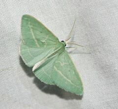 Chlorocoma stereota