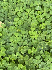 Oxalis oregana