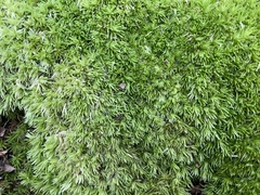 Dicranum montanum