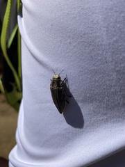 Chrysochroinae