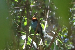 Chiroxiphia caudata