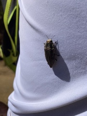 Chrysochroinae