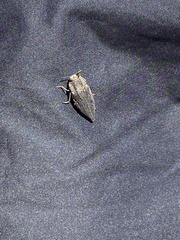 Chrysochroinae