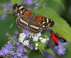 Anthanassa texana seminole