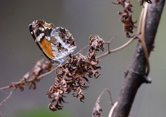 Anthanassa texana seminole