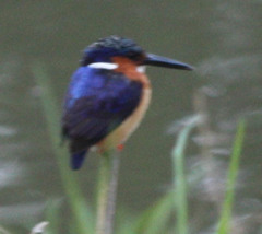 Corythornis vintsioides