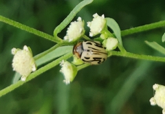 Zygogramma bicolorata