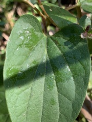 Cuphea carthagenensis