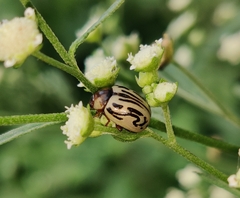 Zygogramma bicolorata