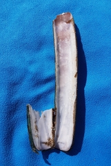 Ensis
