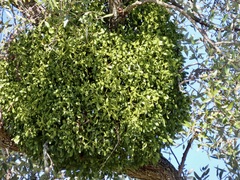 Phoradendron macrophyllum