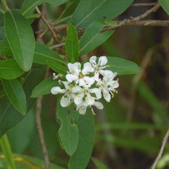 Escallonia megapotamica