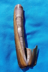 Ensis