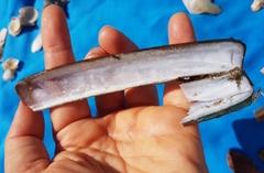 Ensis