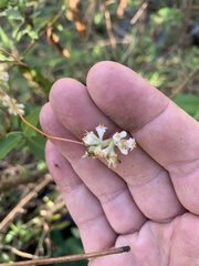 Cuscuta compacta