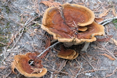 Phaeolus schweinitzii