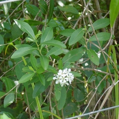 Escallonia megapotamica