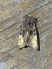 Euplexia benesimilis