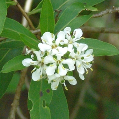 Escallonia megapotamica