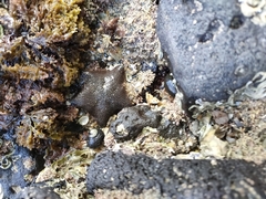 Patiriella regularis