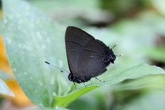 Calycopis bellera