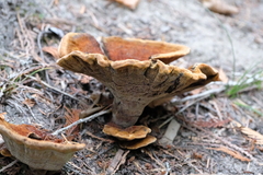 Phaeolus schweinitzii